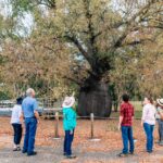 Group of people standing around Roma's biggest bottle tree