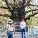 Two ladies walking up a ramp to view Roma's biggest bottle tree