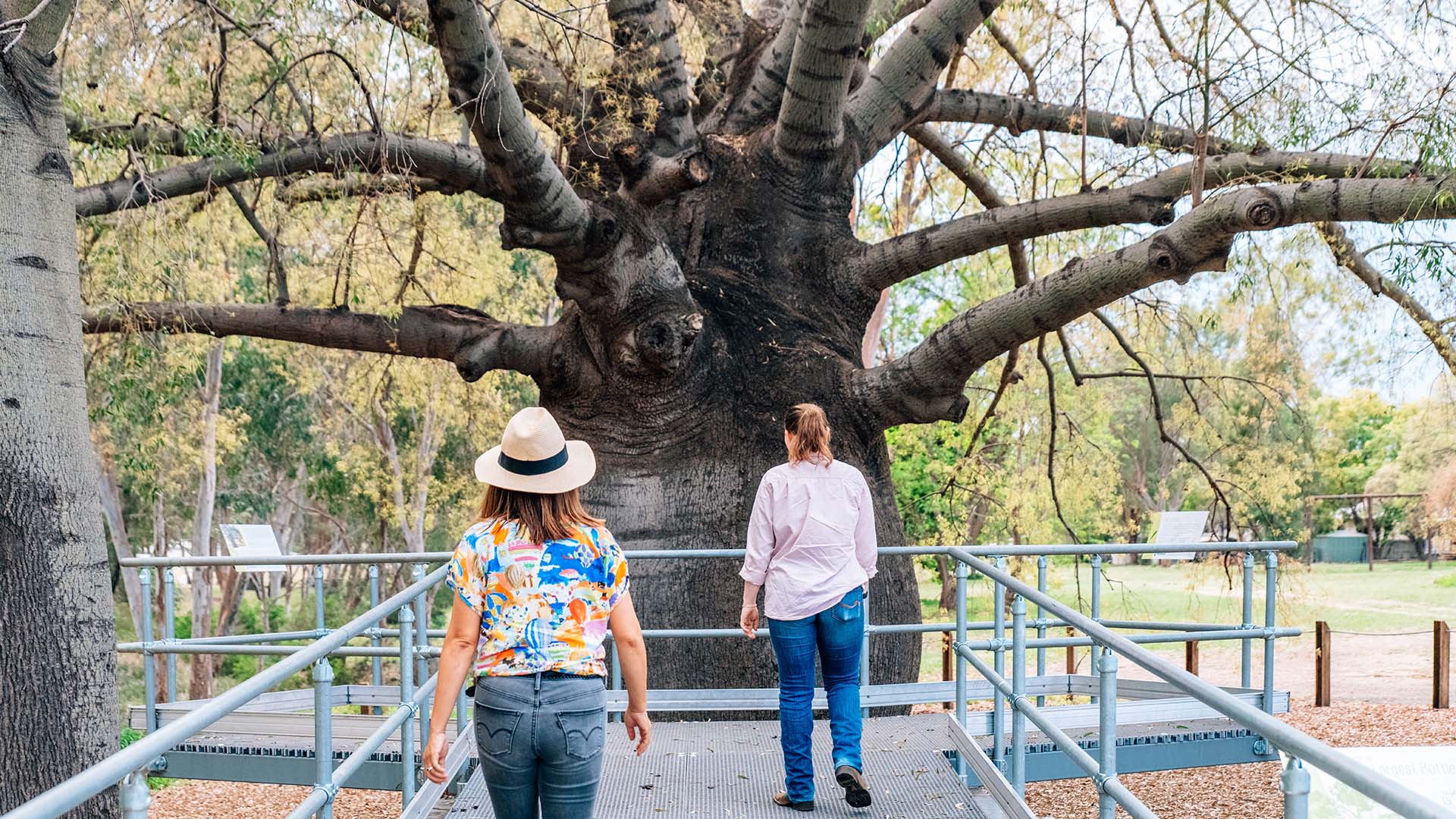 Two ladies walking up a ramp to view Roma's biggest bottle tree