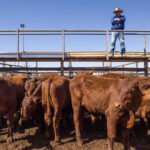 A grazier overlooking cattle at the Roma Saleyards