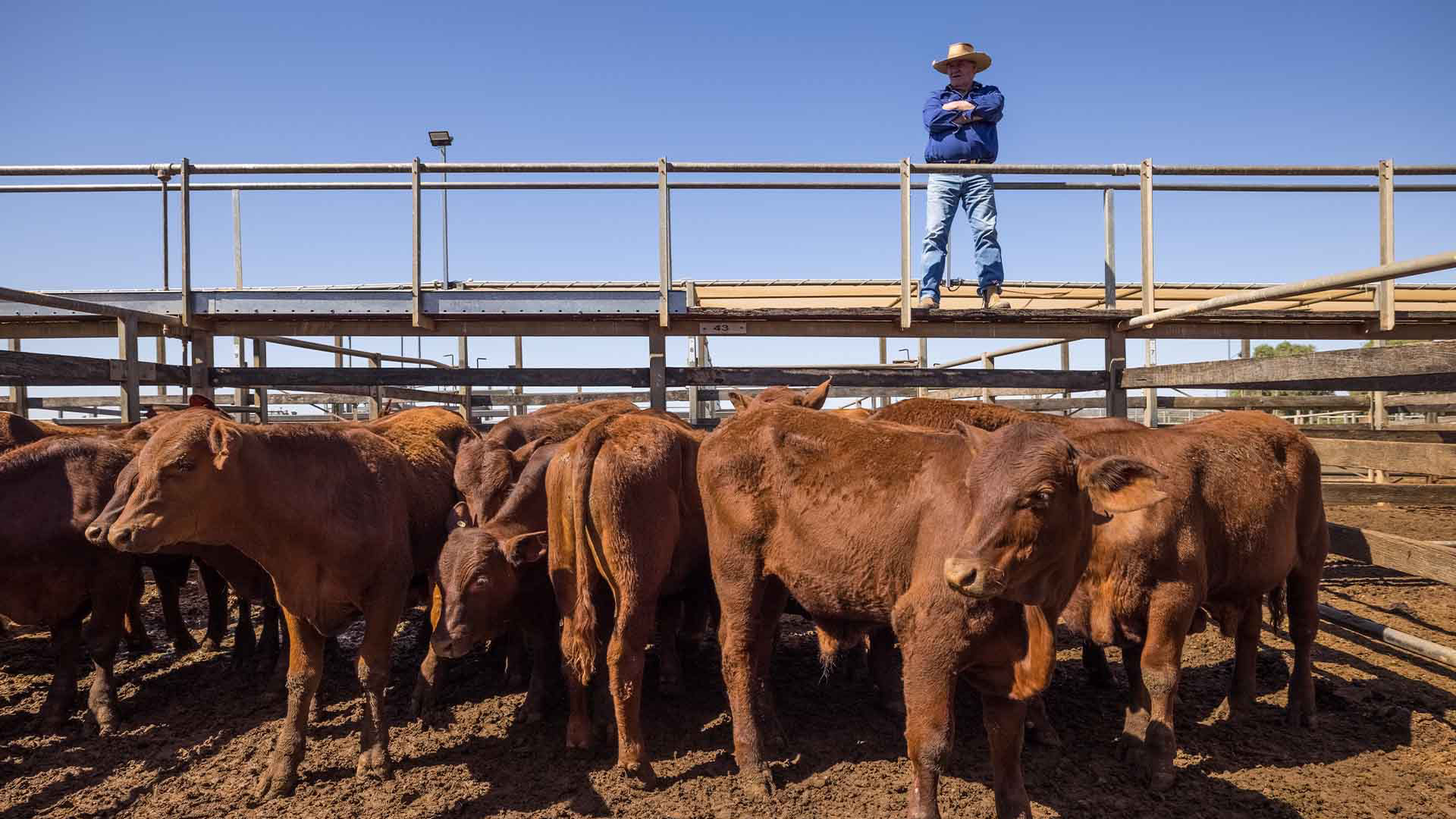 A grazier overlooking cattle at the Roma Saleyards