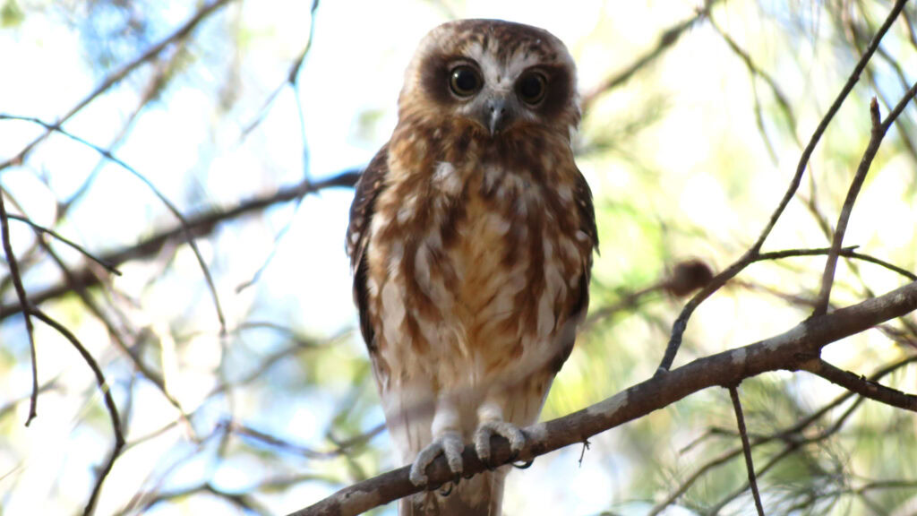 A Southern Boobook owl perched on a tree branch