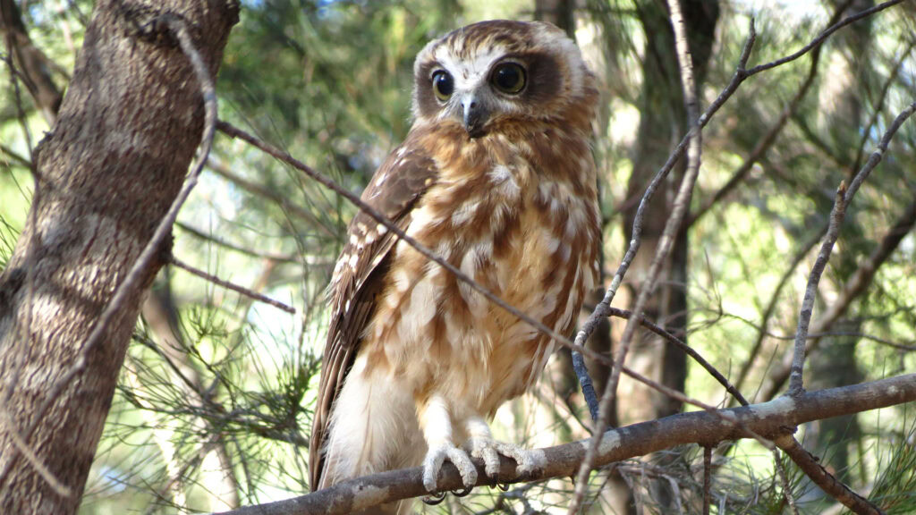 A Boobook Owl perched on a tree branch during the day