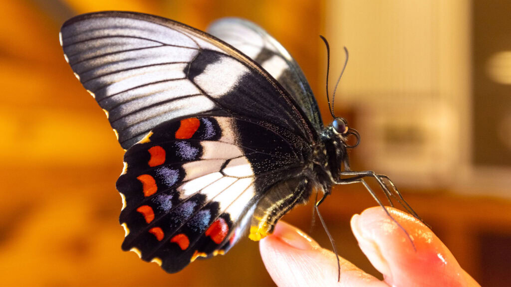 Close-up shot of a butterfly sitting on someone's fingers