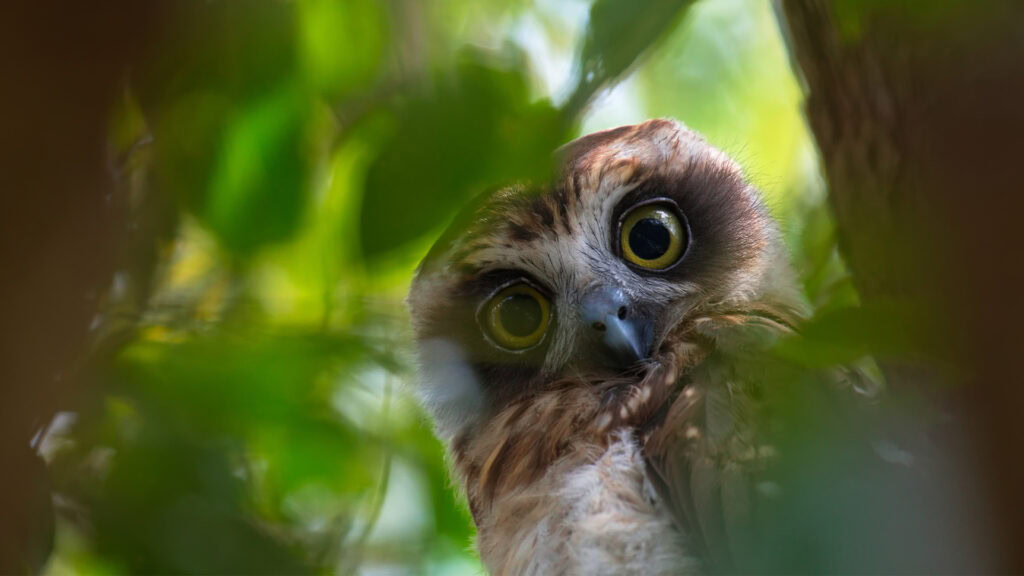 A Boobook Owl looking at the camera through branches and leaves