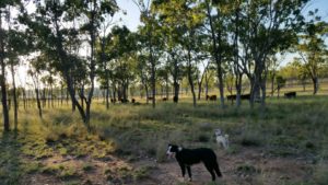 mustering dogs